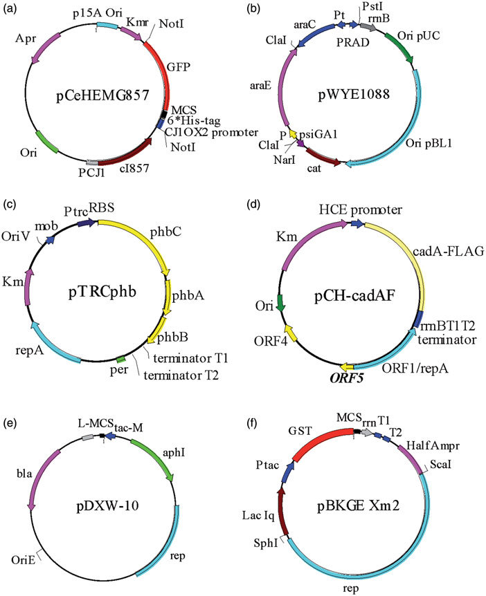 702x862 Maps Of Protein Expression Vectors