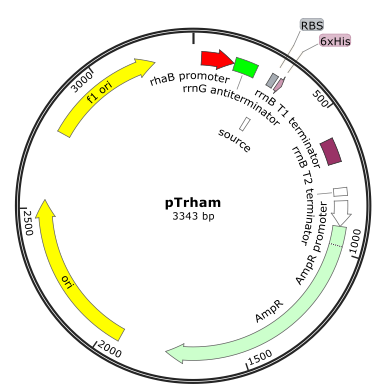 383x387 Rhamnose Inducible Expression Vector
