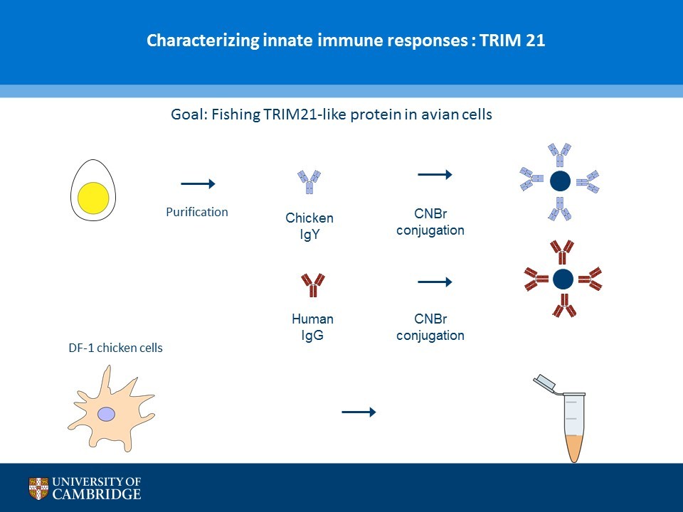 960x720 Chicken Igy Precipitating Protein Vector Vectors