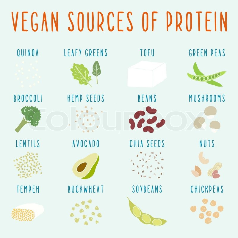 800x800 Vegan Sources Of Protein Vector Stock Vector Colourbox