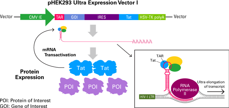 800x377 Ultra Expression Vectors Overview