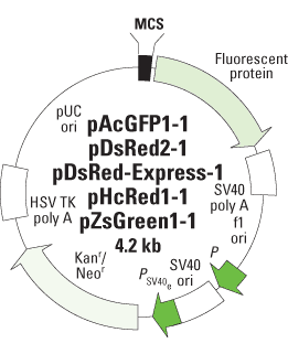 261x321 Fluorescent Protein Vectors For Promoter Studies