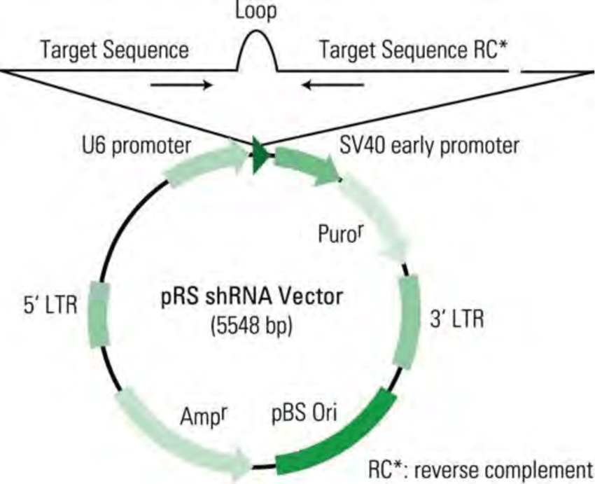 The Prs Vector Map Download Scientific Diagram 850x691 The Prs Vector Map Download Scientific Diagram