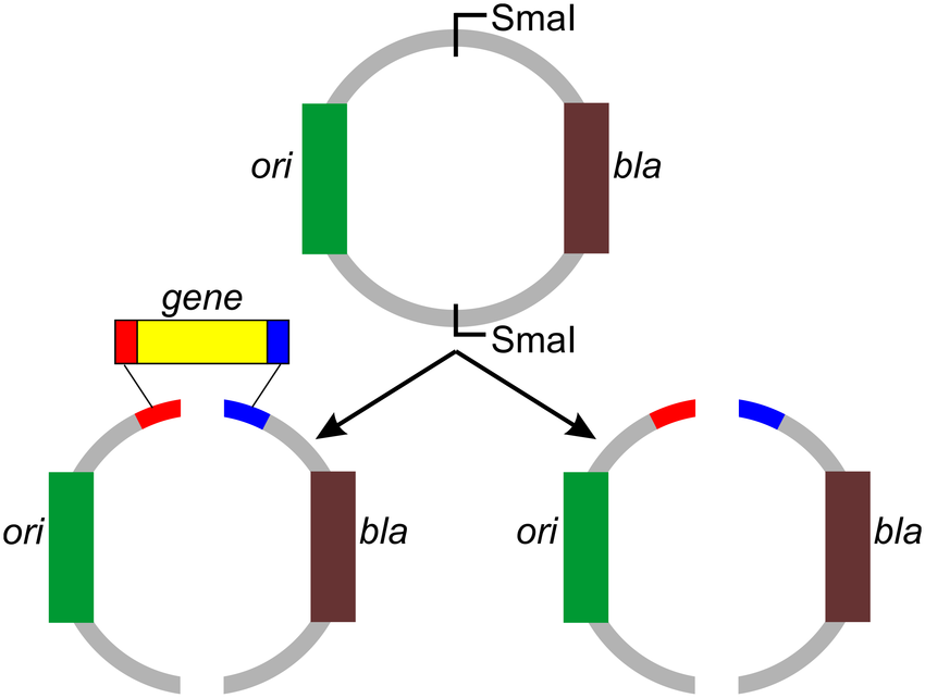 Diagrammatic Representation Of All Pcr Cloning Methodology 850x642 Diagrammatic Representation Of All Pcr Cloning Methodology