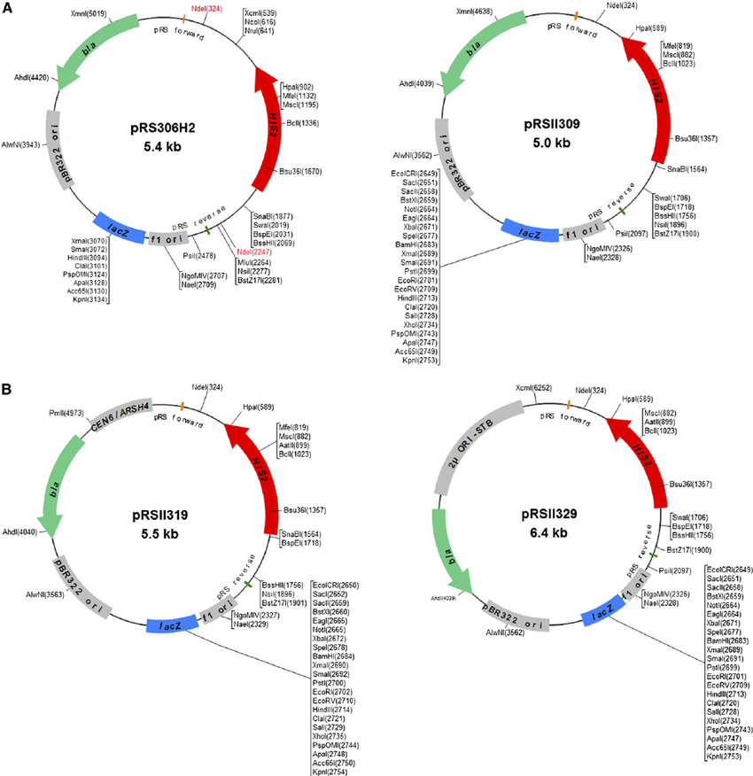 Features Of New S Cerevisiae Marked Plasmid Shuttle Vectors 850x876 Features Of New S Cerevisiae Marked Plasmid Shuttle Vectors
