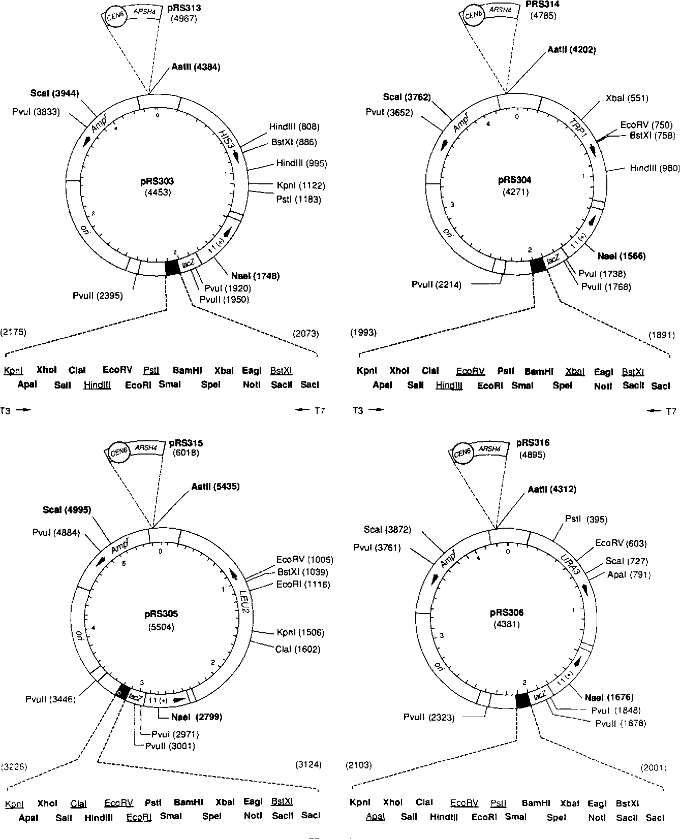 Figure From A System Of Shuttle Vectors And Yeast Host Strains 1338x1652 Figure From A System Of Shuttle Vectors And Yeast Host Strains