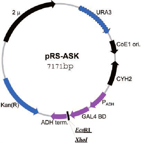 Map Of The Modified Bait Vector Prs Ask The Gene Cassette 488x493 Map Of The Modified Bait Vector Prs Ask The Gene Cassette