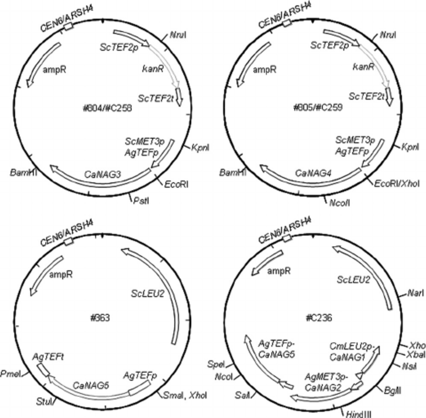 Plasmid Constructs For Expression Of C Albicans Nag Genes In S 850x834 Plasmid Constructs For Expression Of C Albicans Nag Genes In S