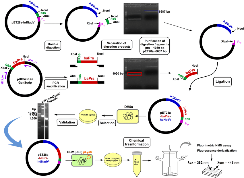 Baprs Hdnadv Bicistronic Vector Construction Prs Gene 850x620 Baprs Hdnadv Bicistronic Vector Construction Prs Gene