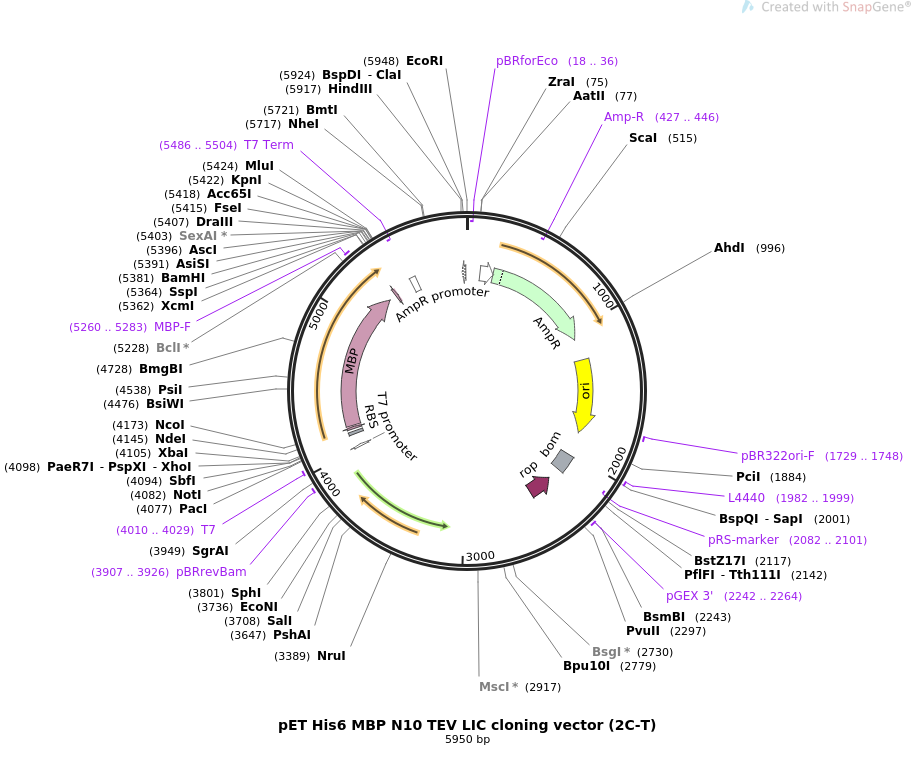 Addgene Pet Mbp Tev Lic Cloning Vector 912x770 Addgene Pet Mbp Tev Lic Cloning Vector