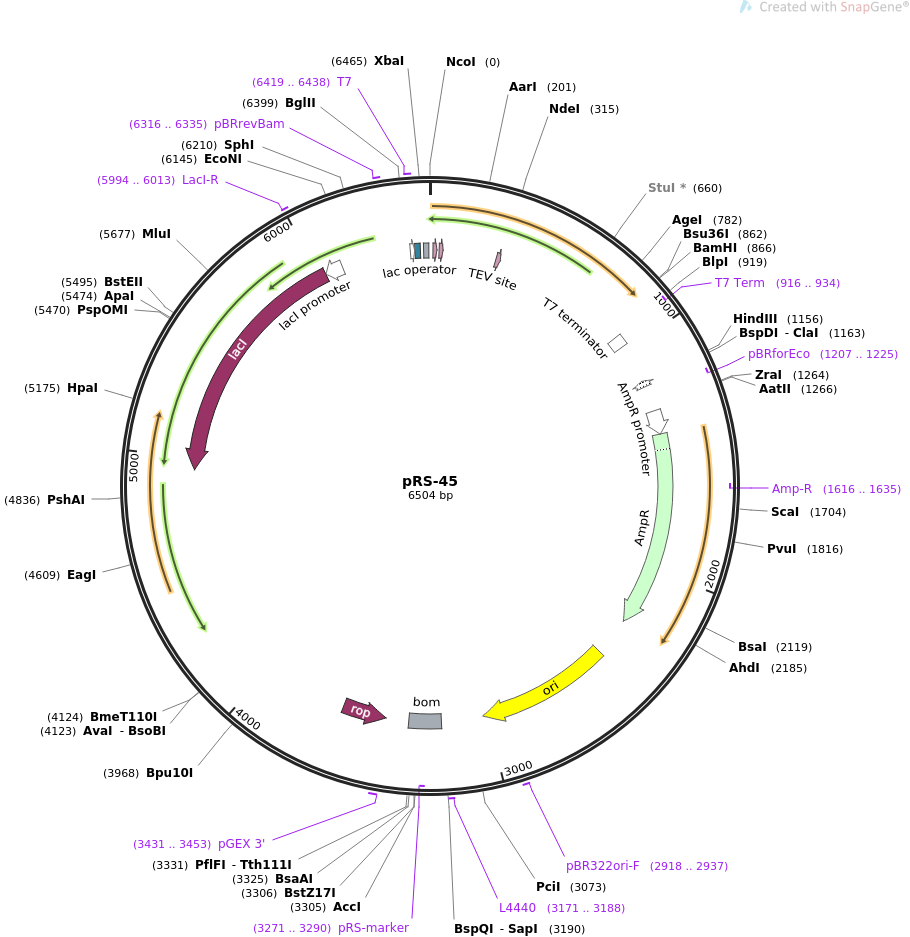 Addgene Prs 910x937 Addgene Prs