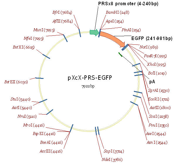 Addgene Pxcx Prs Egfp 600x558 Addgene Pxcx Prs Egfp