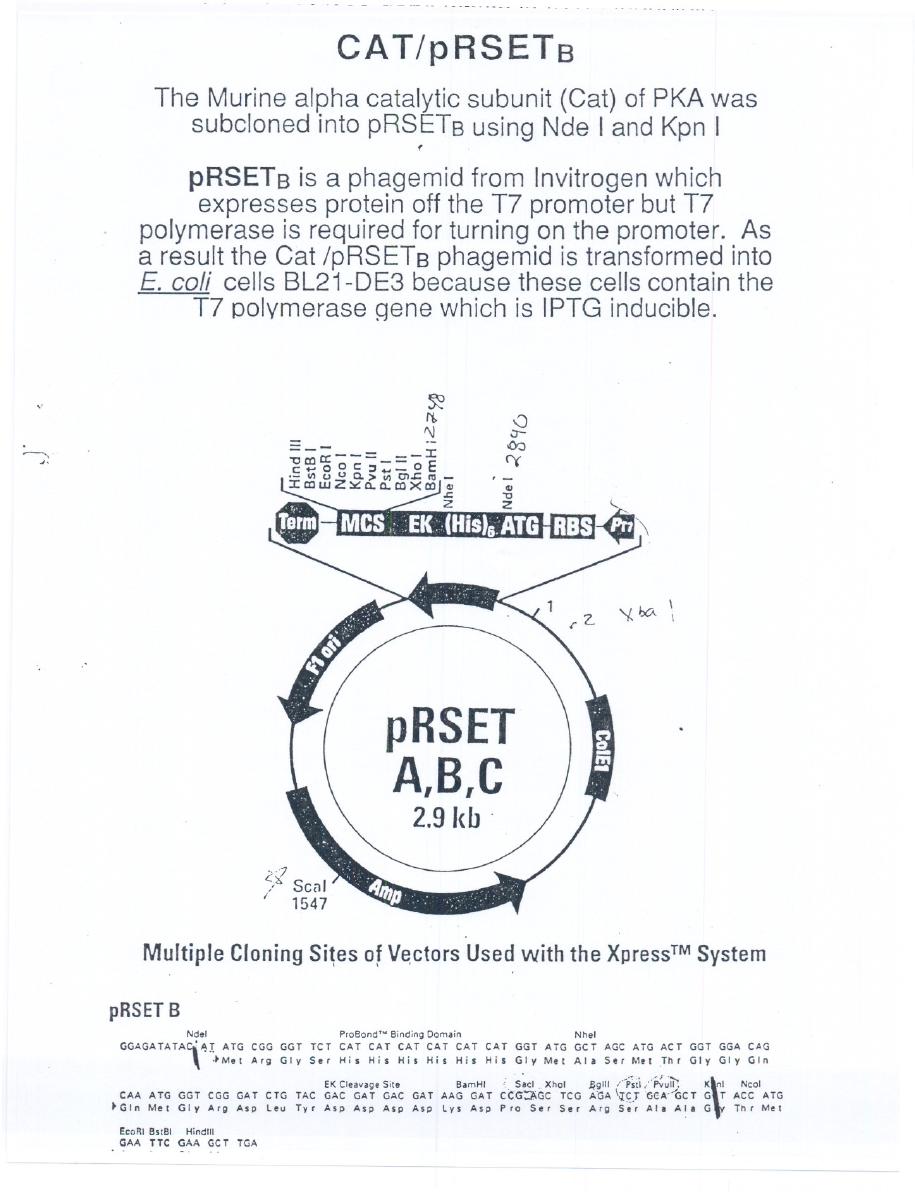 Addgene Prsetb Pka Cat 915x1195 Addgene Prsetb Pka Cat