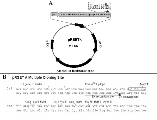 Chemical Complexity Of Protein Determines Optimal E Coli 534x406 Chemical Complexity Of Protein Determines Optimal E Coli