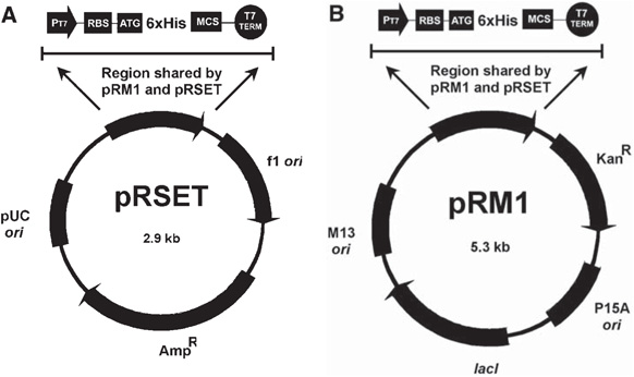 Co Expression Of Proteins In E Coli Using Dual Expression Vectors 582x346 Co Expression Of Proteins In E Coli Using Dual Expression Vectors