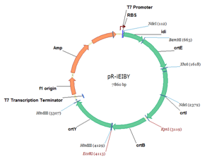 Enhanced Carotene Biosynthesis In Recombinant Escherichia Coli 300x226 Enhanced Carotene Biosynthesis In Recombinant Escherichia Coli