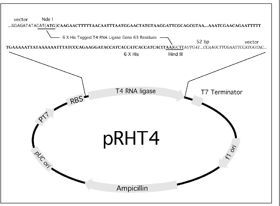 Figure From Purification Of Histidine Tagged Rna Ligase 946x696 Figure From Purification Of Histidine Tagged Rna Ligase