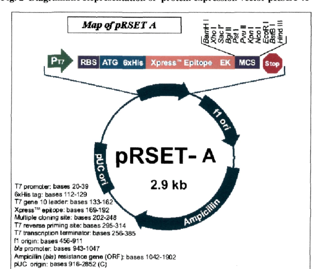 Figure From Ikcviezv Of Ii Review Of Literature 1010x870 Figure From Ikcviezv Of Ii Review Of Literature