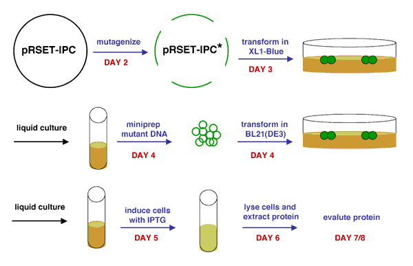 Module Day Prepare Expression System Labs Laboratory 600x387 Module Day Prepare Expression System Labs Laboratory