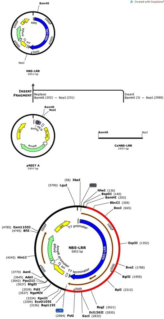 Recombinant Rga Rgpm Expression Constructs Rga Rgpm 692x1341 Recombinant Rga Rgpm Expression Constructs Rga Rgpm