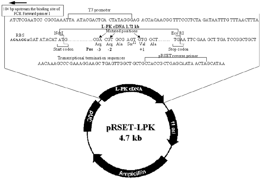 The Prset Lpk Expression Vector Construct Download Scientific 850x593 The Prset Lpk Expression Vector Construct Download Scientific