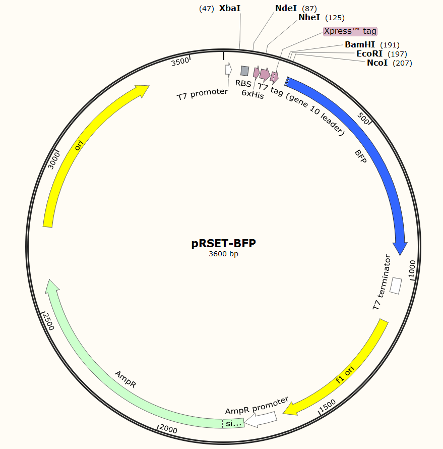Prset Bfp Plasmid,prset Bfp,prset Bfp Plasmid,prset Bfp Sequence 879x890 Prset Bfp Plasmid,prset Bfp,prset Bfp Plasmid,prset Bfp Sequence