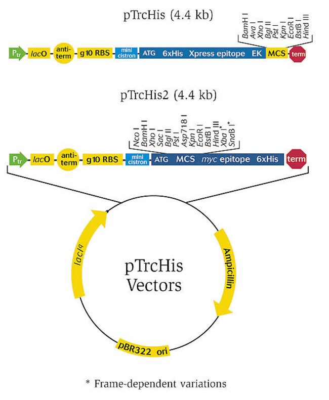 Ptrchis A, B, C Bacterial Expression Vectors 650x791 Ptrchis A, B, C Bacterial Expression Vectors