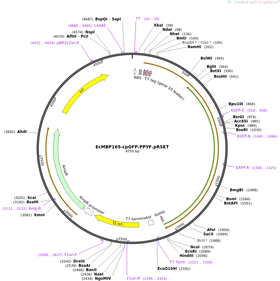 Addgene Cpgfp Ppyf Prset 909x911 Addgene Cpgfp Ppyf Prset