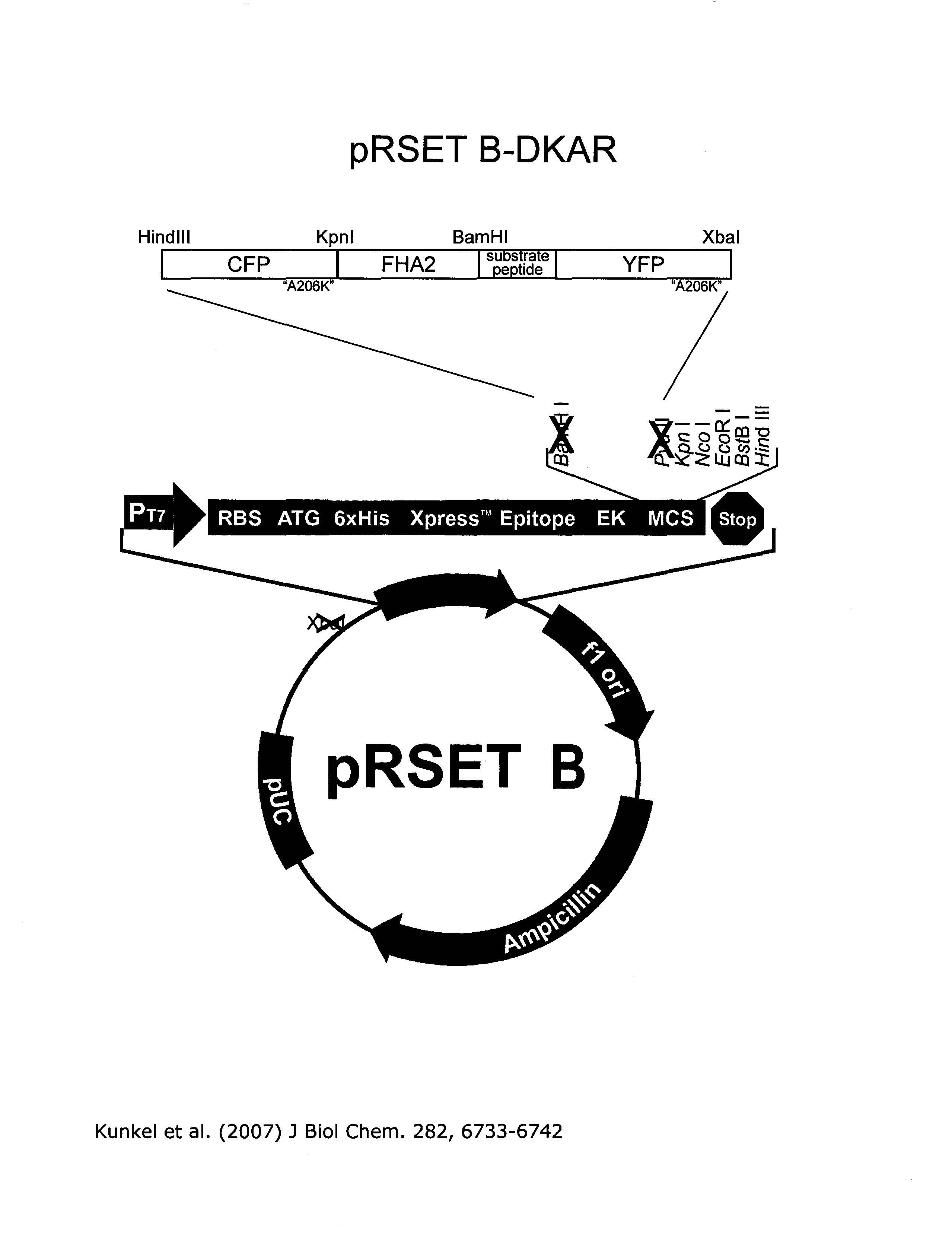 Addgene Prset B Dkar 2557x3376 Addgene Prset B Dkar