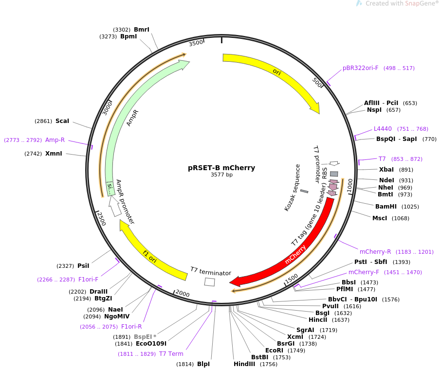 Addgene Prset B Mcherry 902x757 Addgene Prset B Mcherry