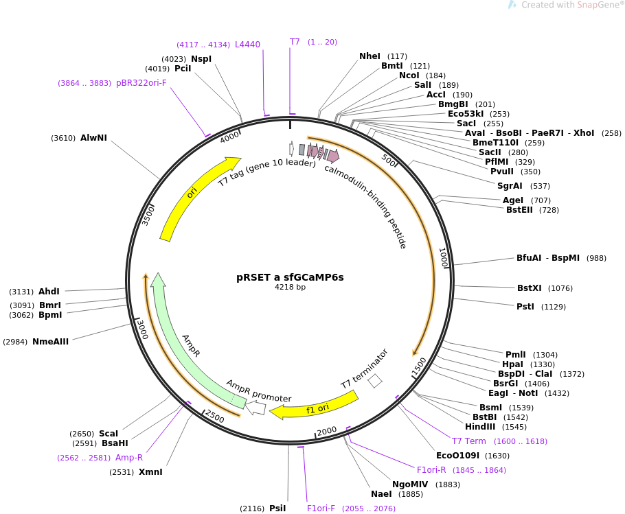 Addgene Prset 910x749 Addgene Prset
