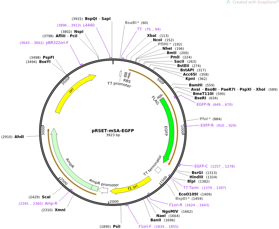 Addgene Prset Msa Egfp 907x745 Addgene Prset Msa Egfp