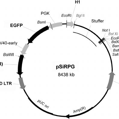 395x395 A Schematic Map Of The Vector Psirpg The Shrna Expression