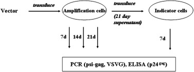 377x140 Certification Assays For Hiv Based Vectors Frequent Passage