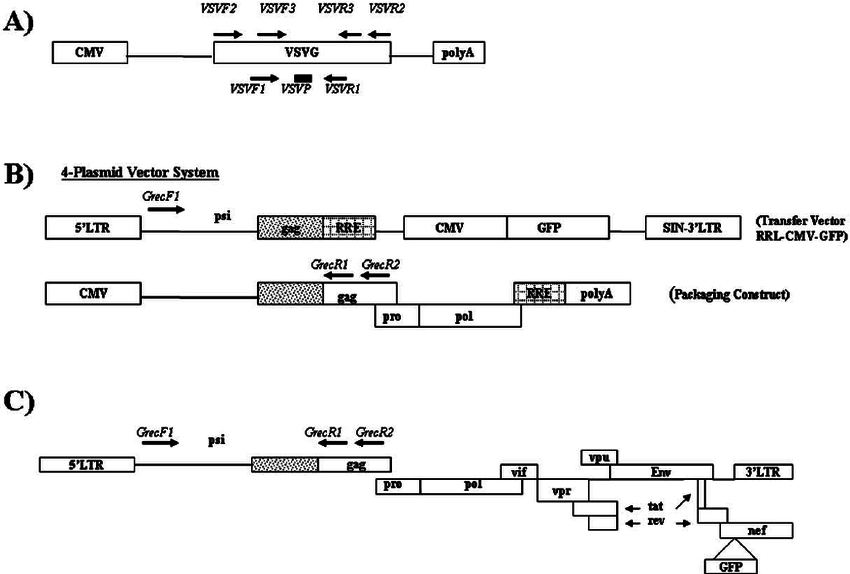 850x574 Design Of Pcr Primers For Detection Of Vsvg And Psi Gag