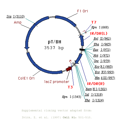 432x432 Hackett Lab Plasmid Information College Of Biological Sciences