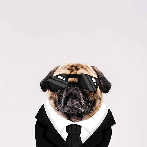 626x626 Pug Vectors, Photos And Free Download