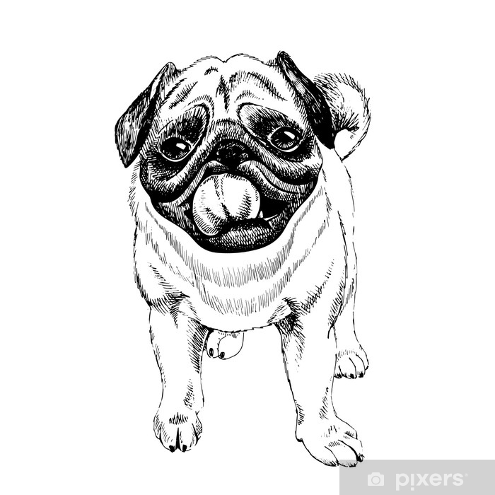 700x700 Portrait Of Pug Dog Hand Drawn Illustration Vector Engraved Art