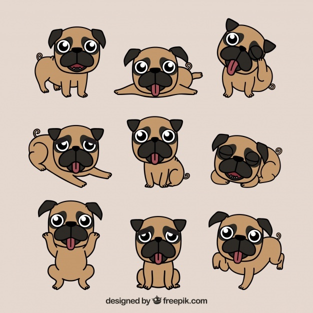 626x626 Pug Vectors, Photos And Free Download