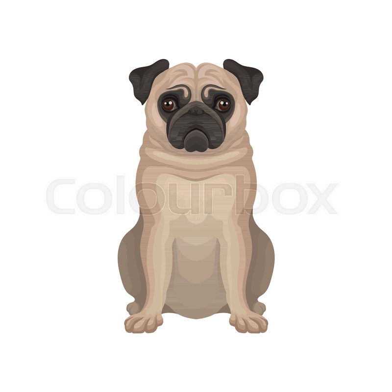 Small Decorative Pug Dog With Wrinkly, Stock Vector Colourbox 800x800 Small Decorative Pug Dog With Wrinkly, Stock Vector Colourbox