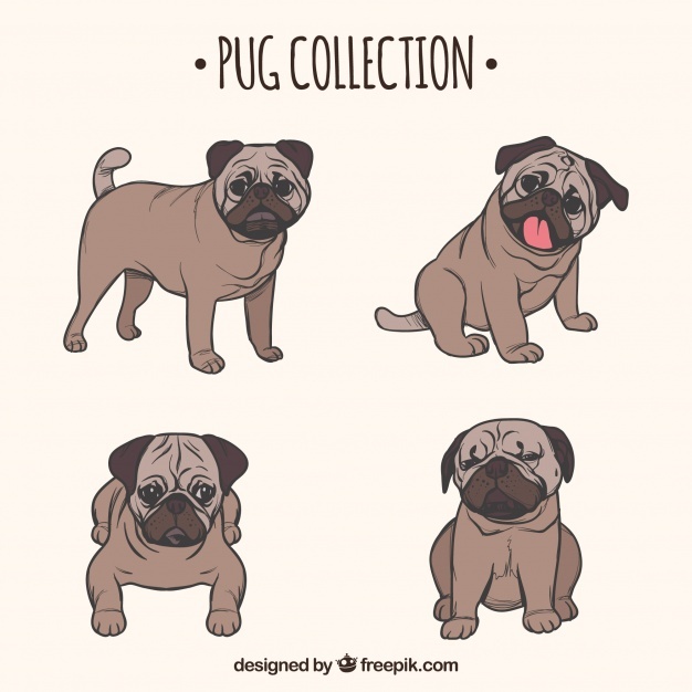 626x626 Pug Vectors, Photos And Free Download