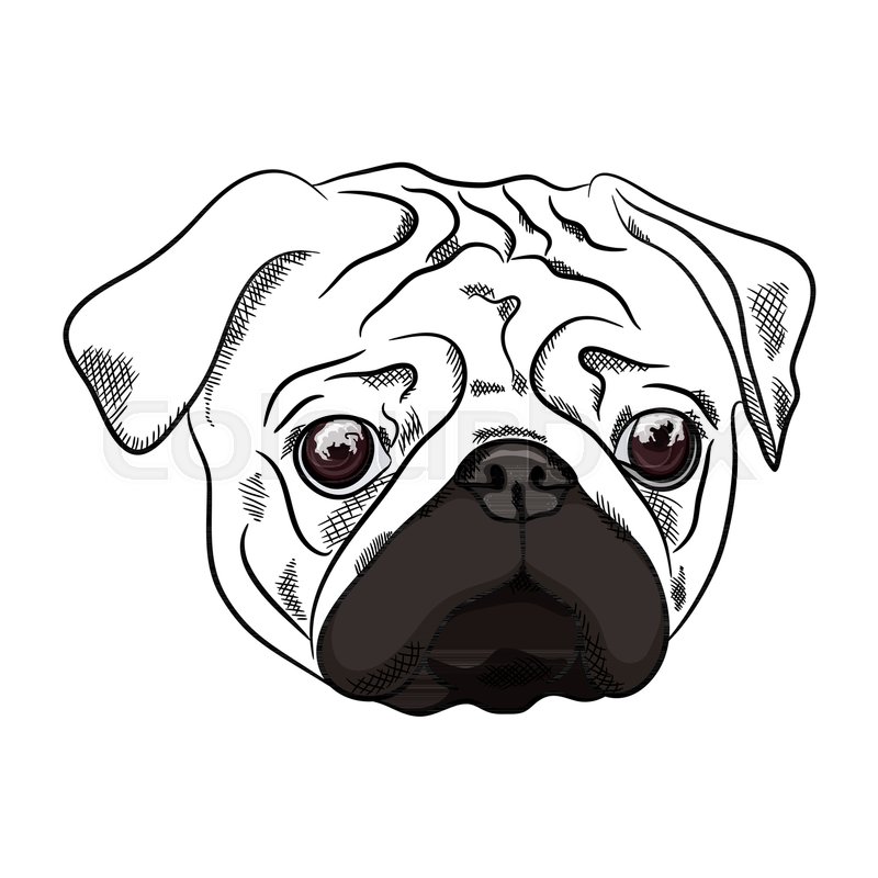 800x800 Outline Pug Dog Head On White Stock Vector Colourbox