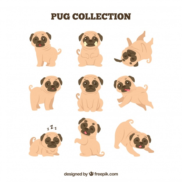 626x626 Pug Vectors, Photos And Free Download