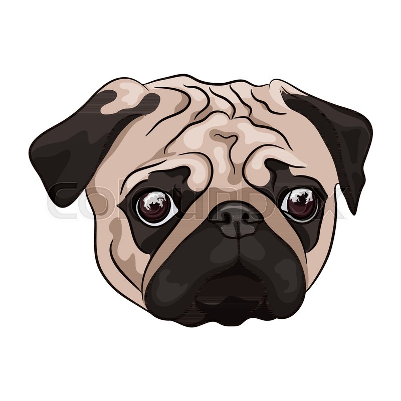 800x800 Pug Head On White Background Cartoon Stock Vector Colourbox