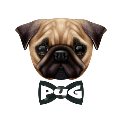 400x400 Pug On Curated Vector Illustrations, Stock Royalty Free Images