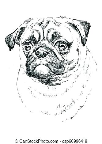 333x470 How To Draw A Pug