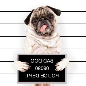 300x300 Cute Cartoon Pug Dog With Headphones Vector Catchsplace