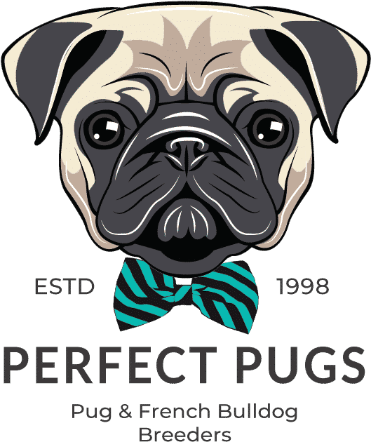 529x630 Hd Perfect Pugs