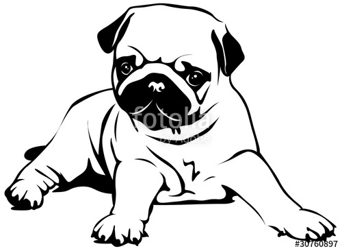 500x366 Pug Puppy Stock Image And Royalty Free Vector On Fotolia