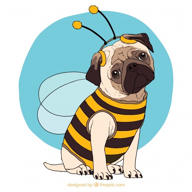626x626 Pug Vectors, Photos And Free Download